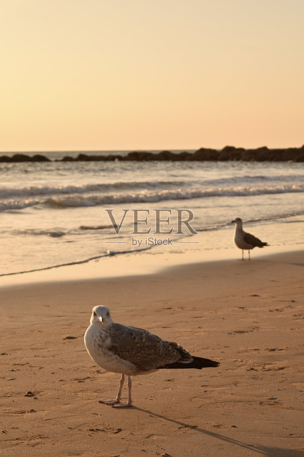 海滩上靠近海洋的海鸥照片摄影图片