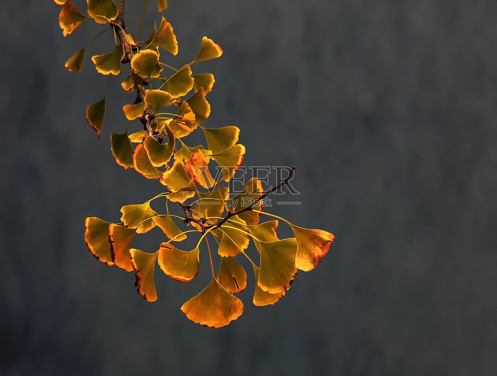 深色背景上的银杏黄秋叶。照片摄影图片