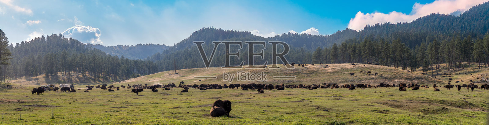 南达科他州卡斯特州立公园的野牛群全景图照片摄影图片