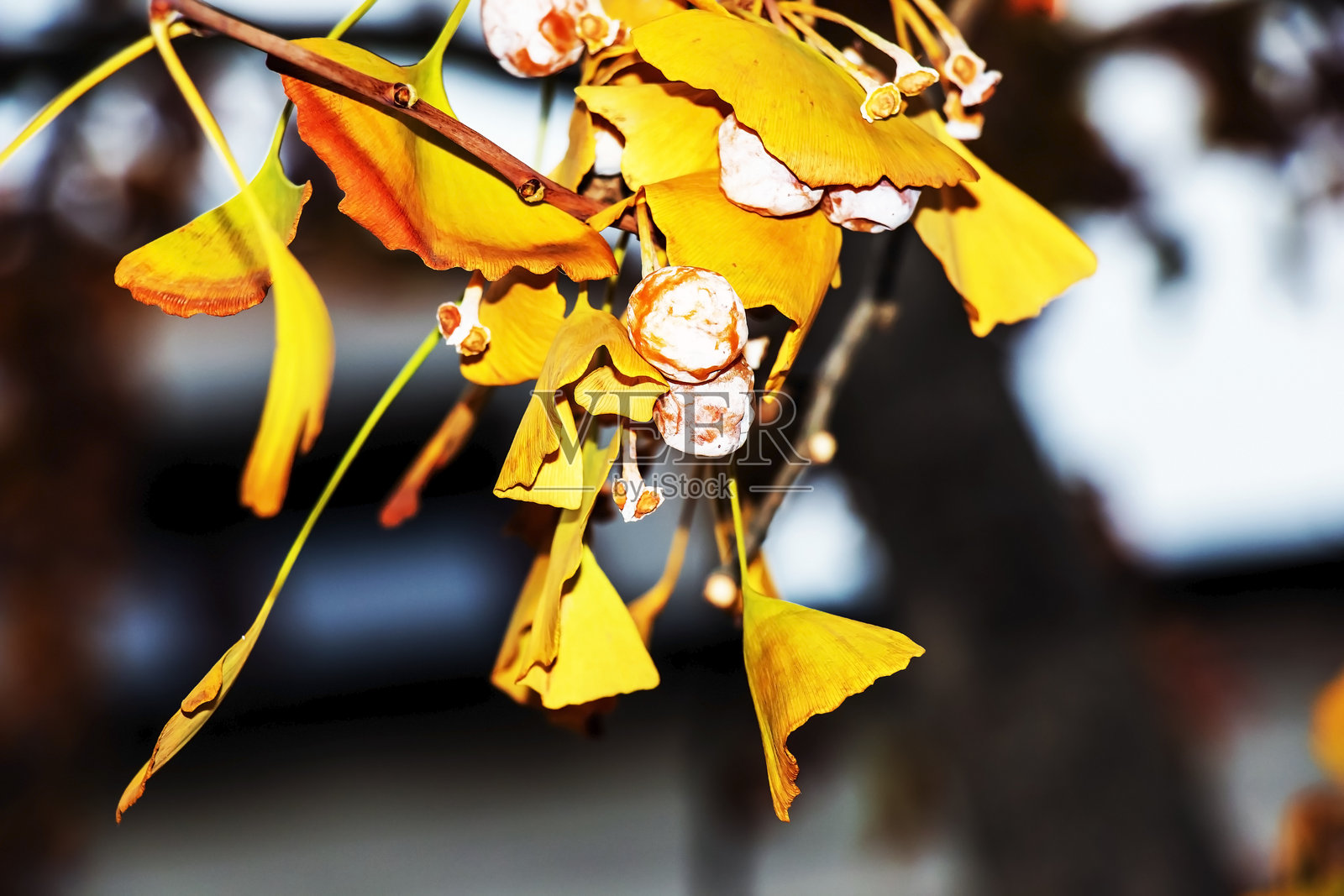 秋天阳光明媚的日子里，带有果实和黄色叶子的垂枝银杏树。照片摄影图片