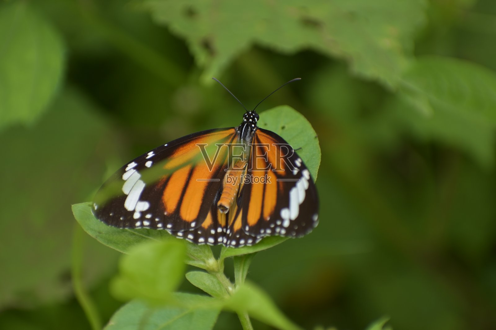 条纹虎蝶，黑斑蝶，白虎蝶，普通虎蝶，或东部普通虎蝶照片摄影图片