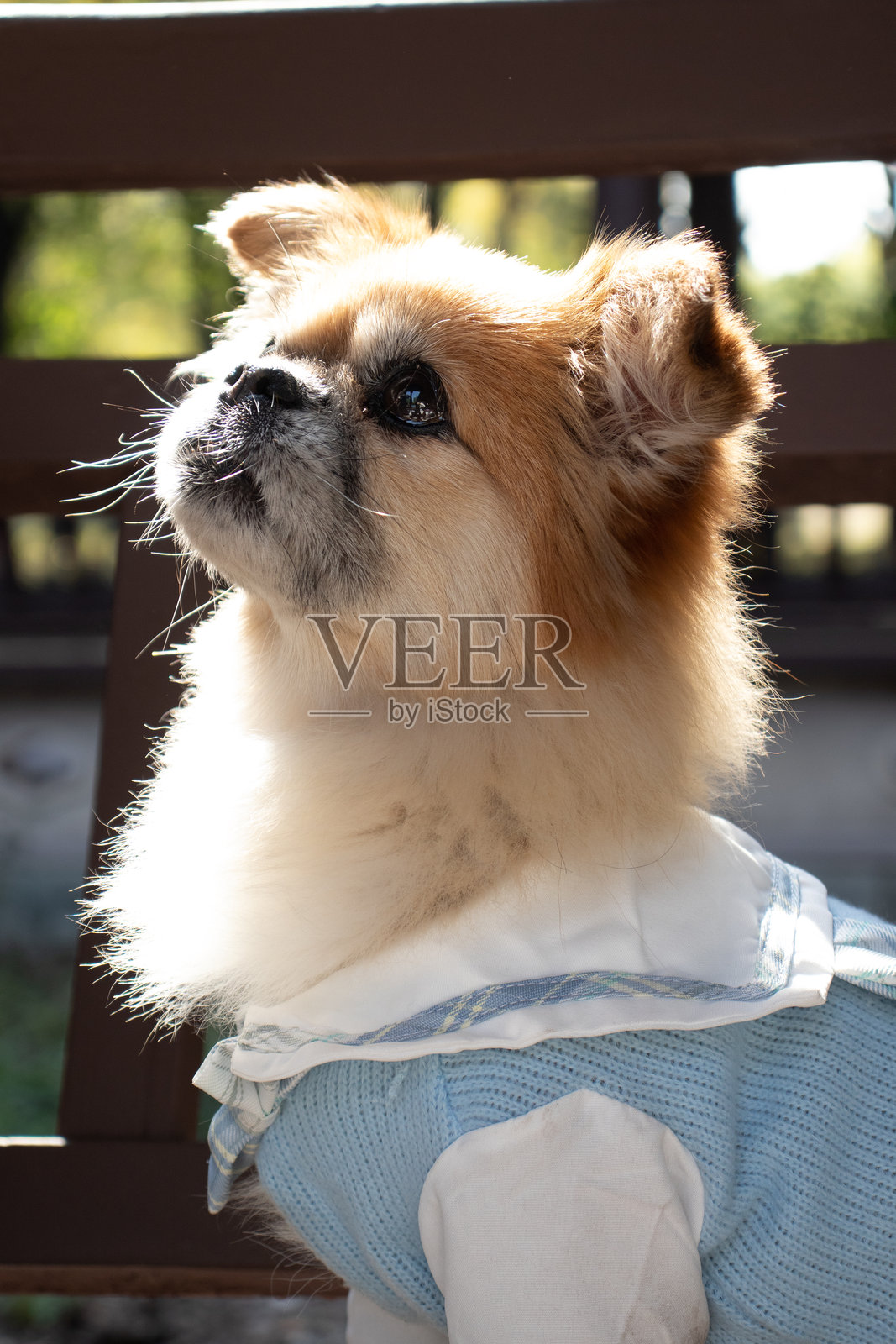 小狗在宁静的中国园林中的冒险照片摄影图片