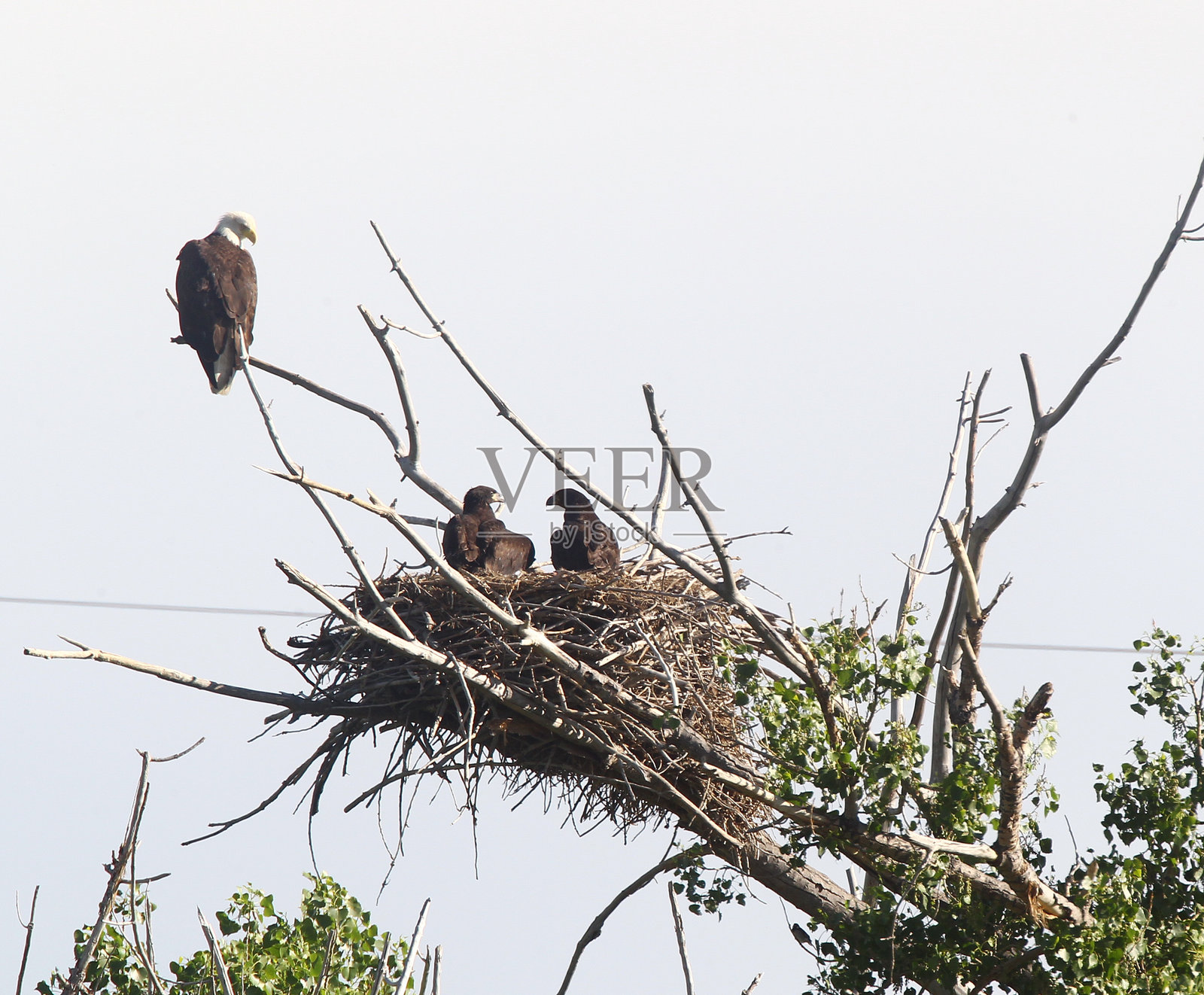 鹰和雏鹰照片摄影图片