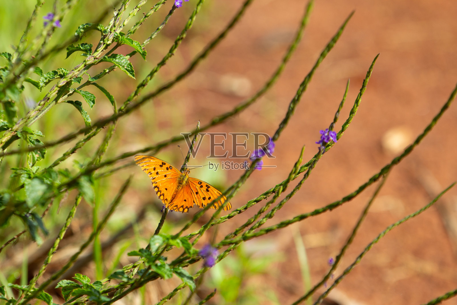 蝴蝶。照片摄影图片