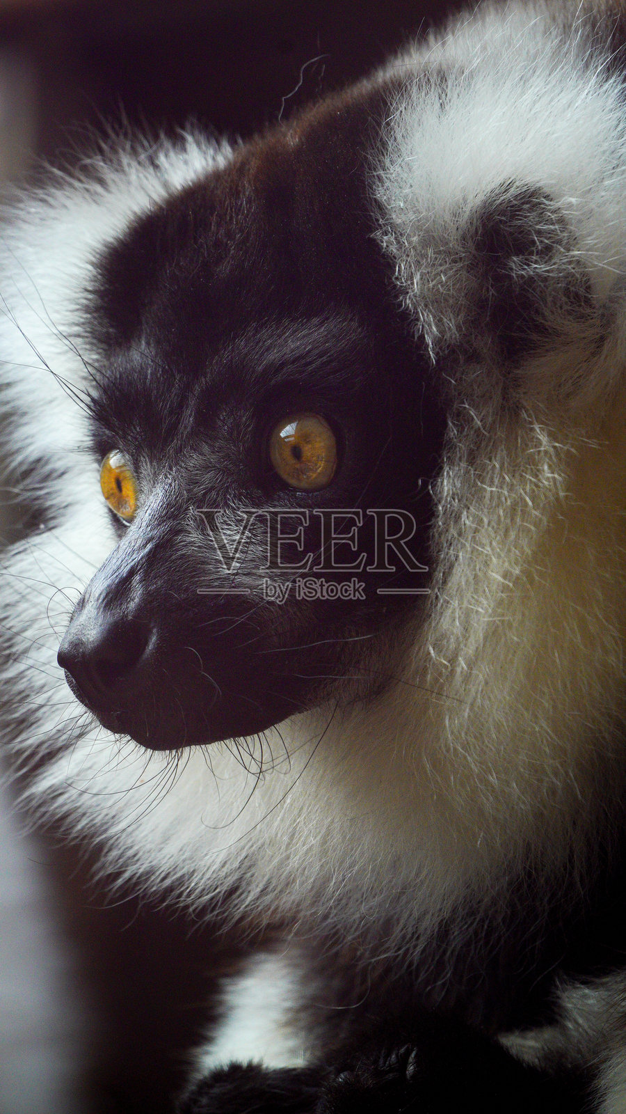 在威尔士彭布罗克郡的福利农场，一只黑白毛绒狐猴的特写镜头照片摄影图片