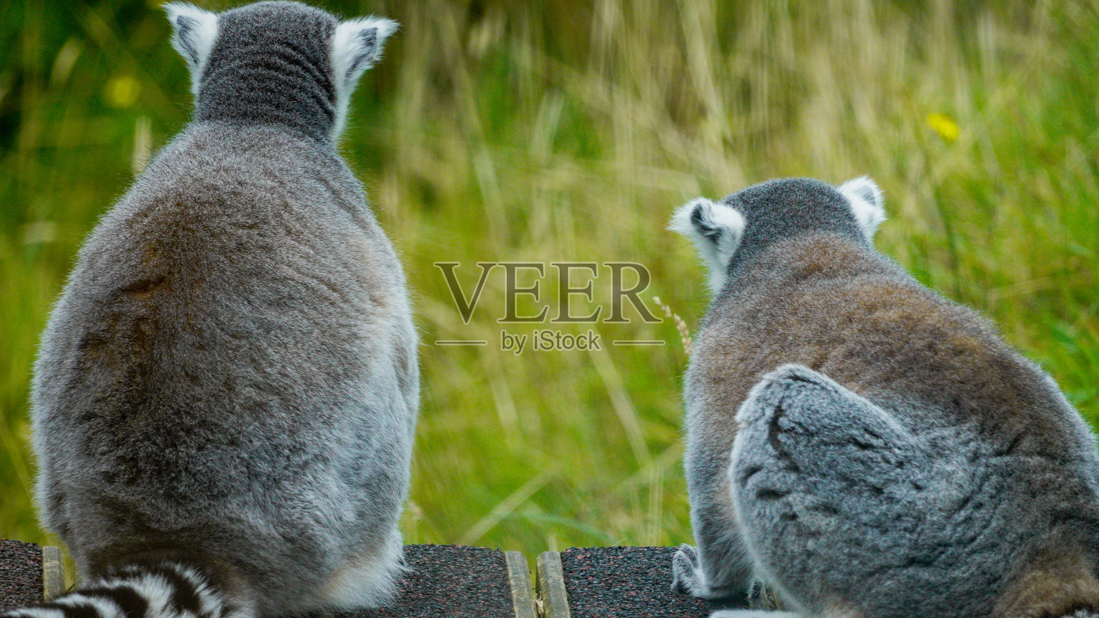 威尔士福利农场两只环尾狐猴的特写坐在一起照片摄影图片