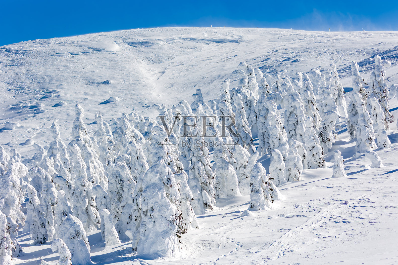 日本山形著名的藏王雪怪，树木被雪和冰冻住。照片摄影图片