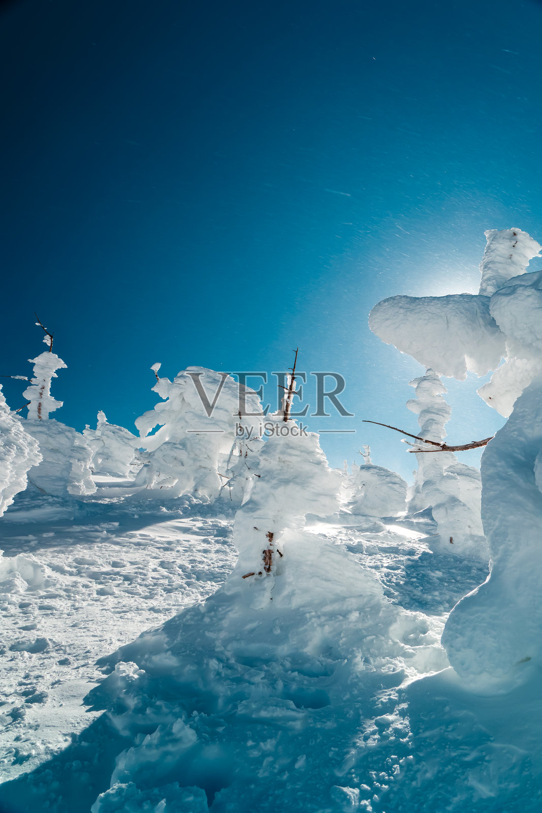 在寒冷刺骨的山上，风吹拂着冰冻的树木照片摄影图片