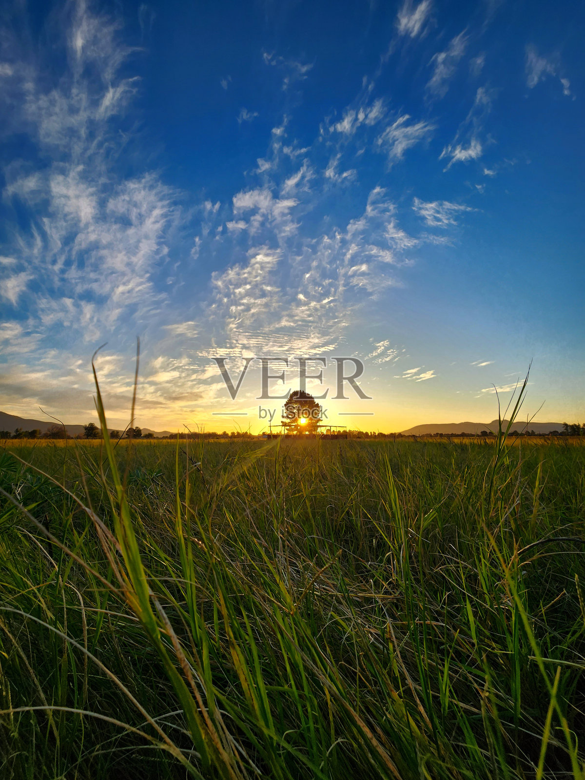 阳光树照片摄影图片