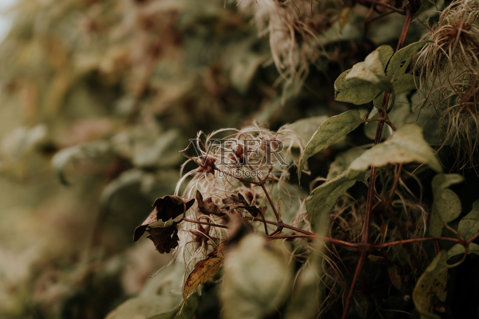 白色植物照片摄影图片