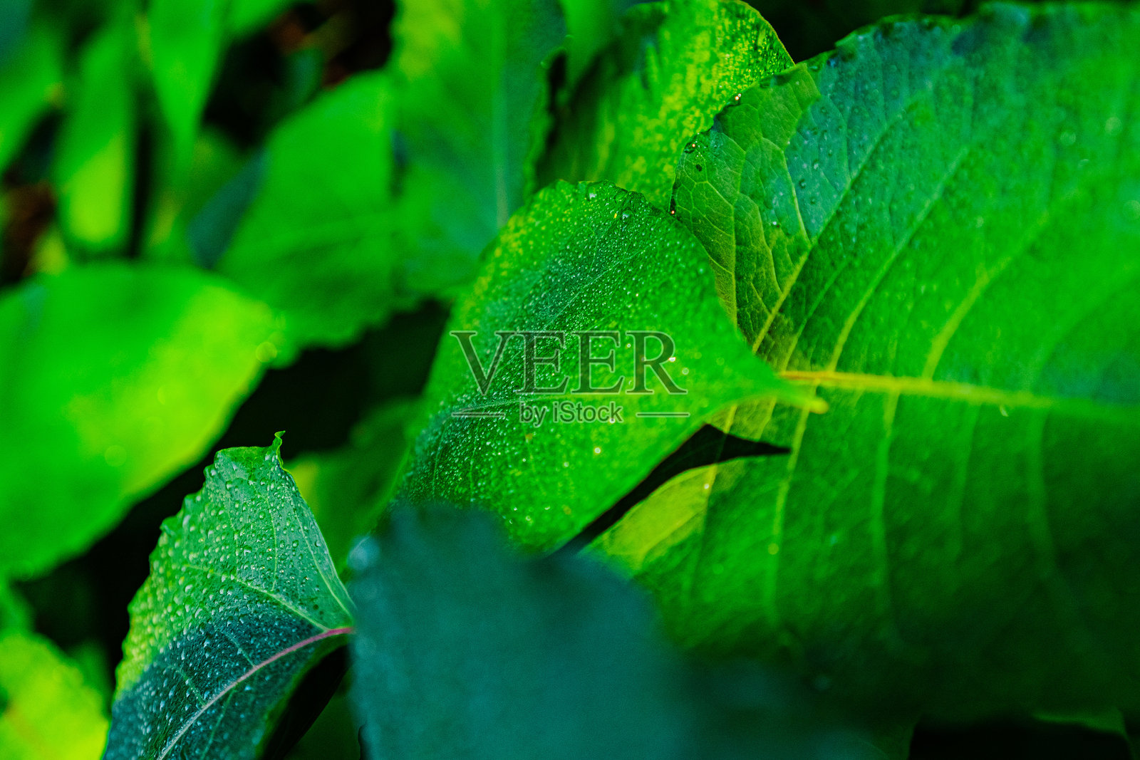 露珠亲吻的绿叶特写，展现郁郁葱葱的花园，突出清晨的清新与生机勃勃的自然。照片摄影图片