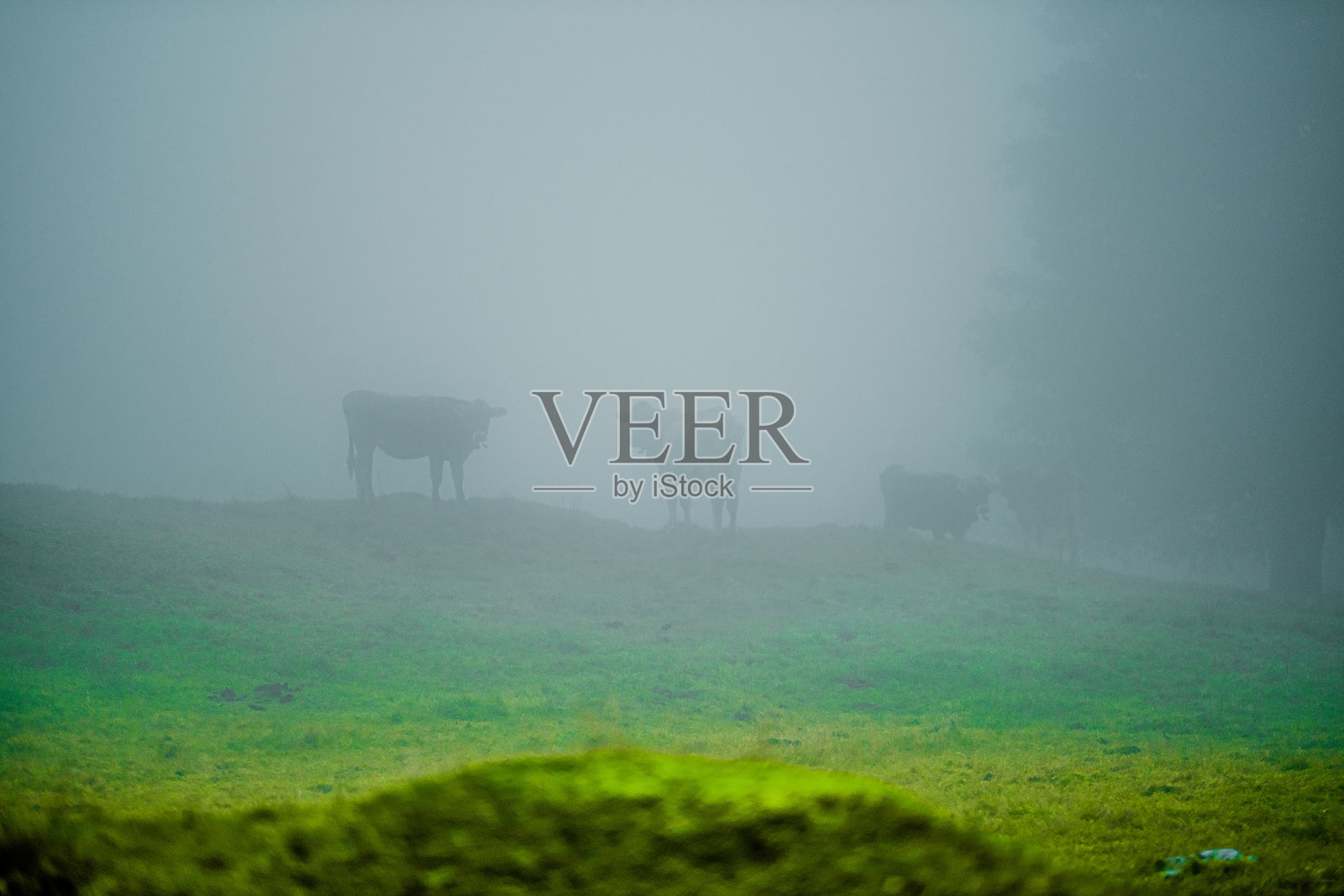 牛在宁静乡村农场的浓雾笼罩下的草地上吃草照片摄影图片