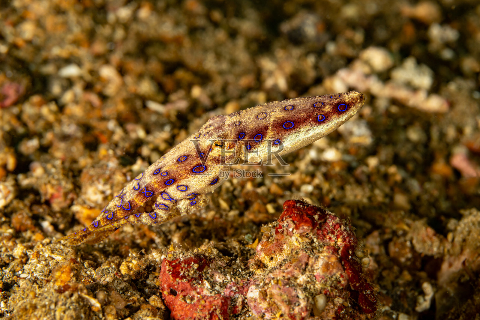 小而致命的美丽：蓝环章鱼 Hapalochlaena sp.，印度尼西亚伦贝湾照片摄影图片