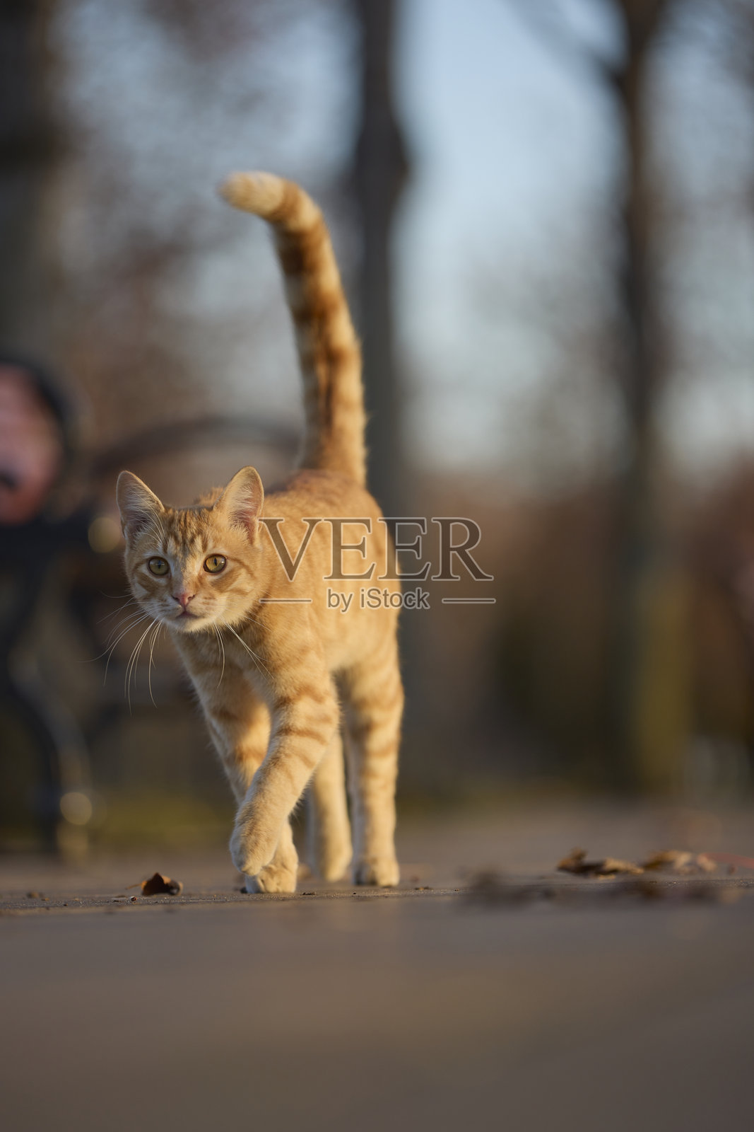 流浪猫在公园散步照片摄影图片