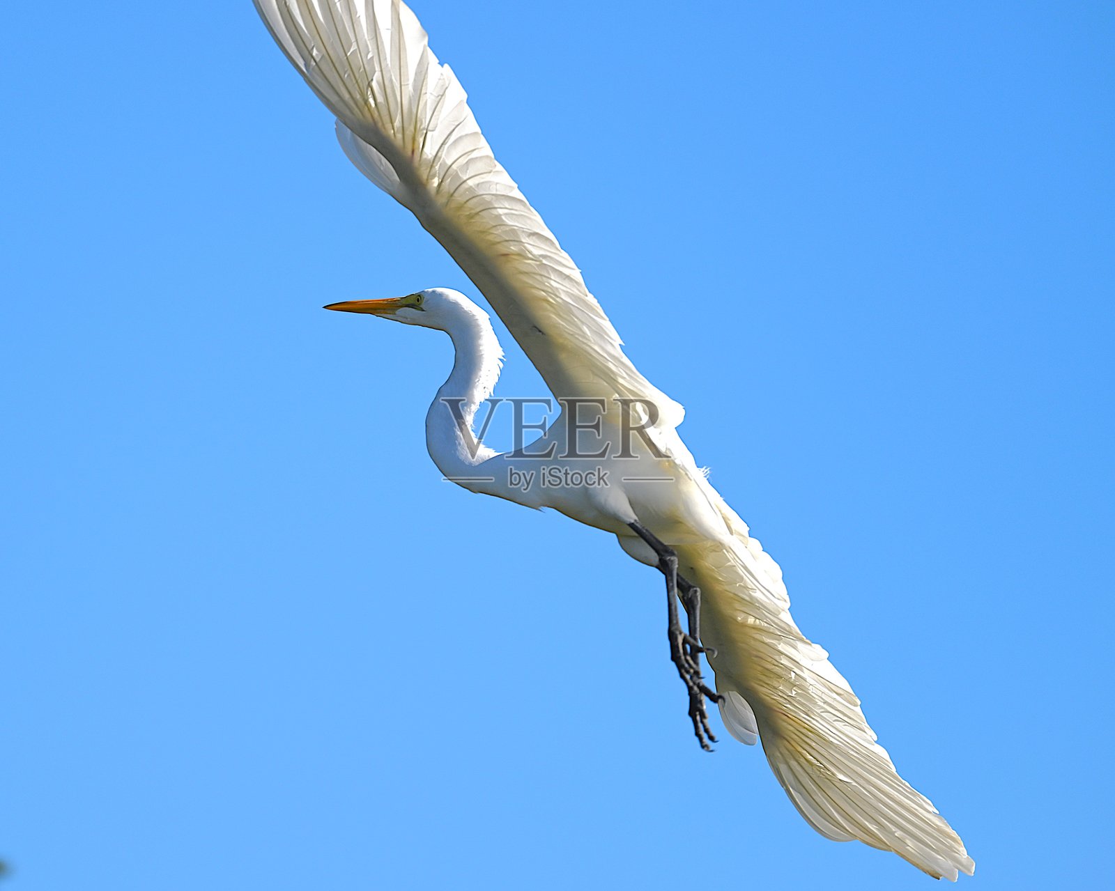 飞翔的大白鹭照片摄影图片