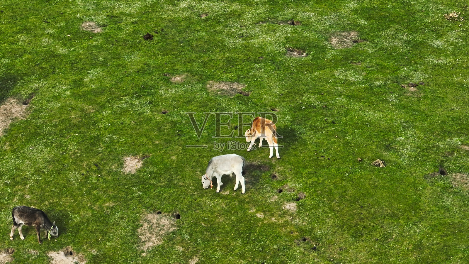 草原上的牛，祁连山草原风光，中国青海省，阿亚。照片摄影图片