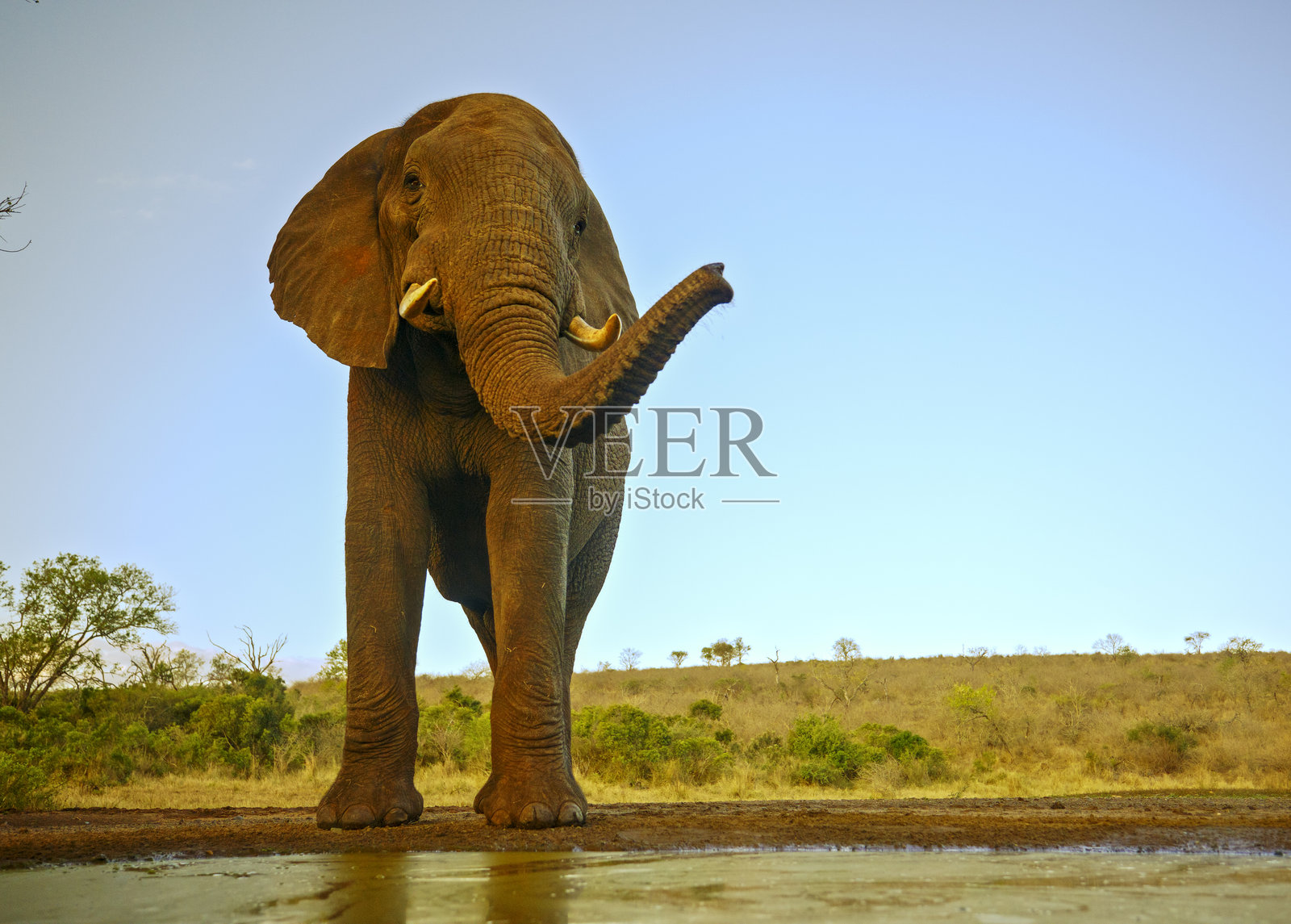 南非水坑边缘的象照片摄影图片