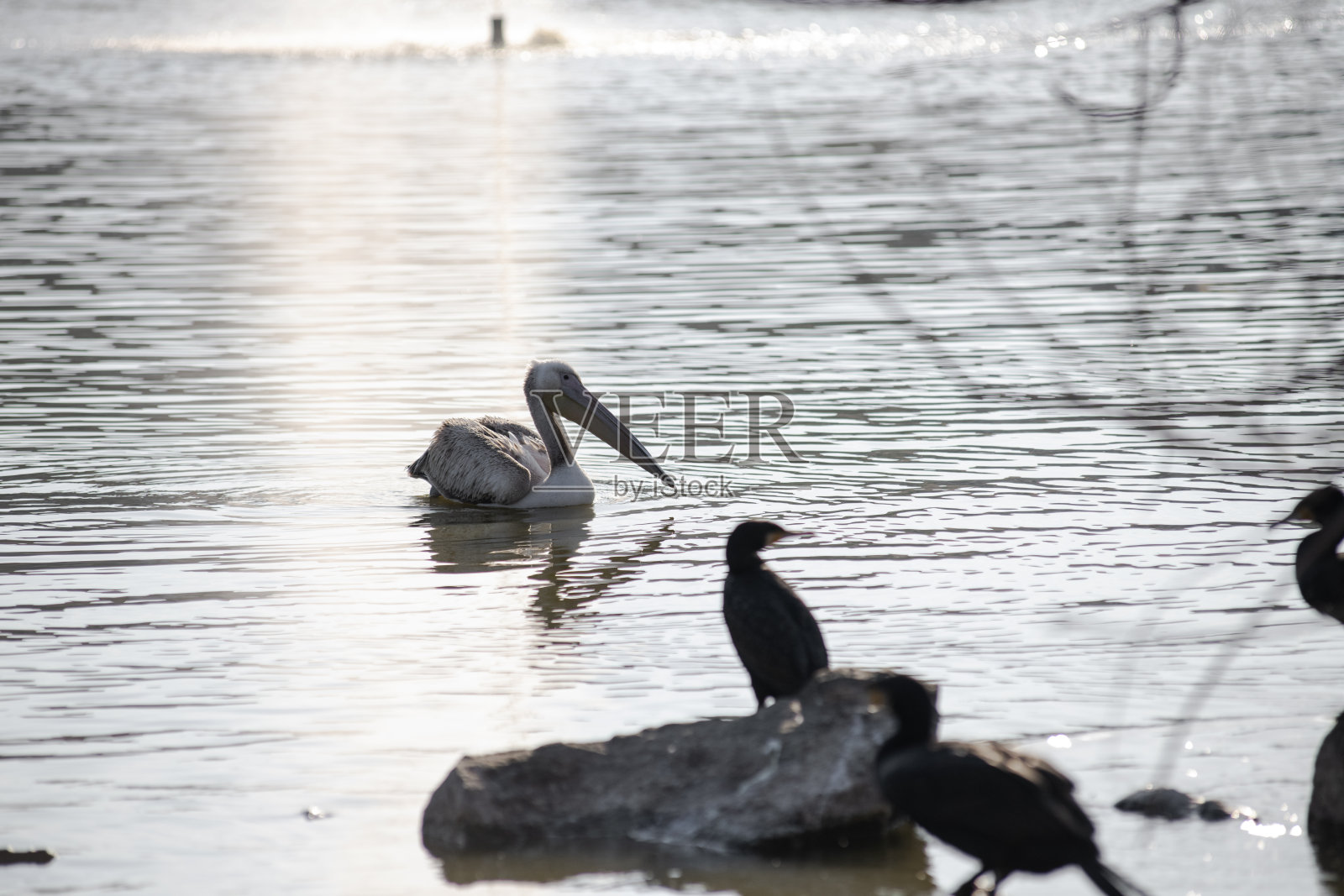 有翅膀的鸟类照片摄影图片