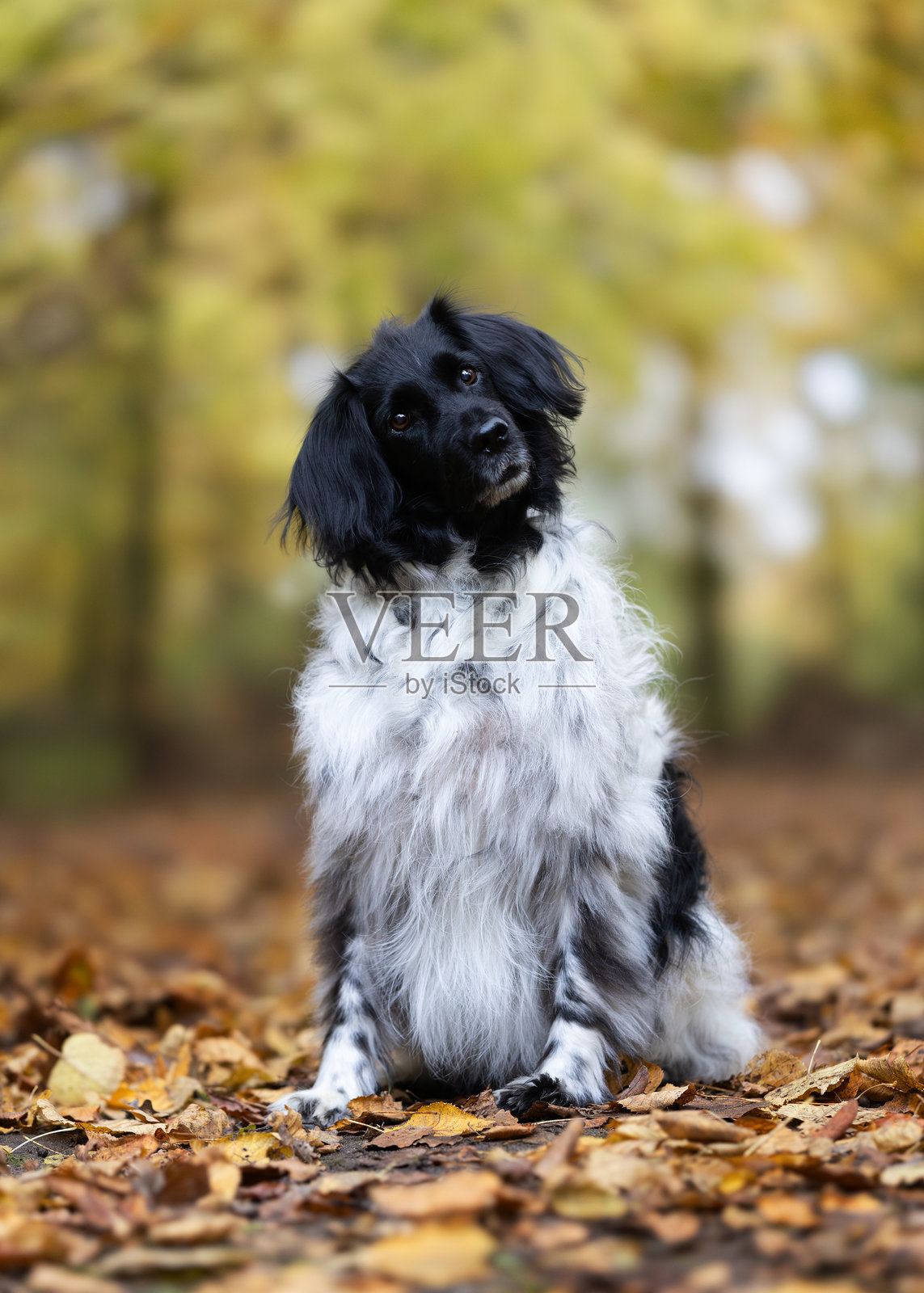 美丽的狗照片摄影图片