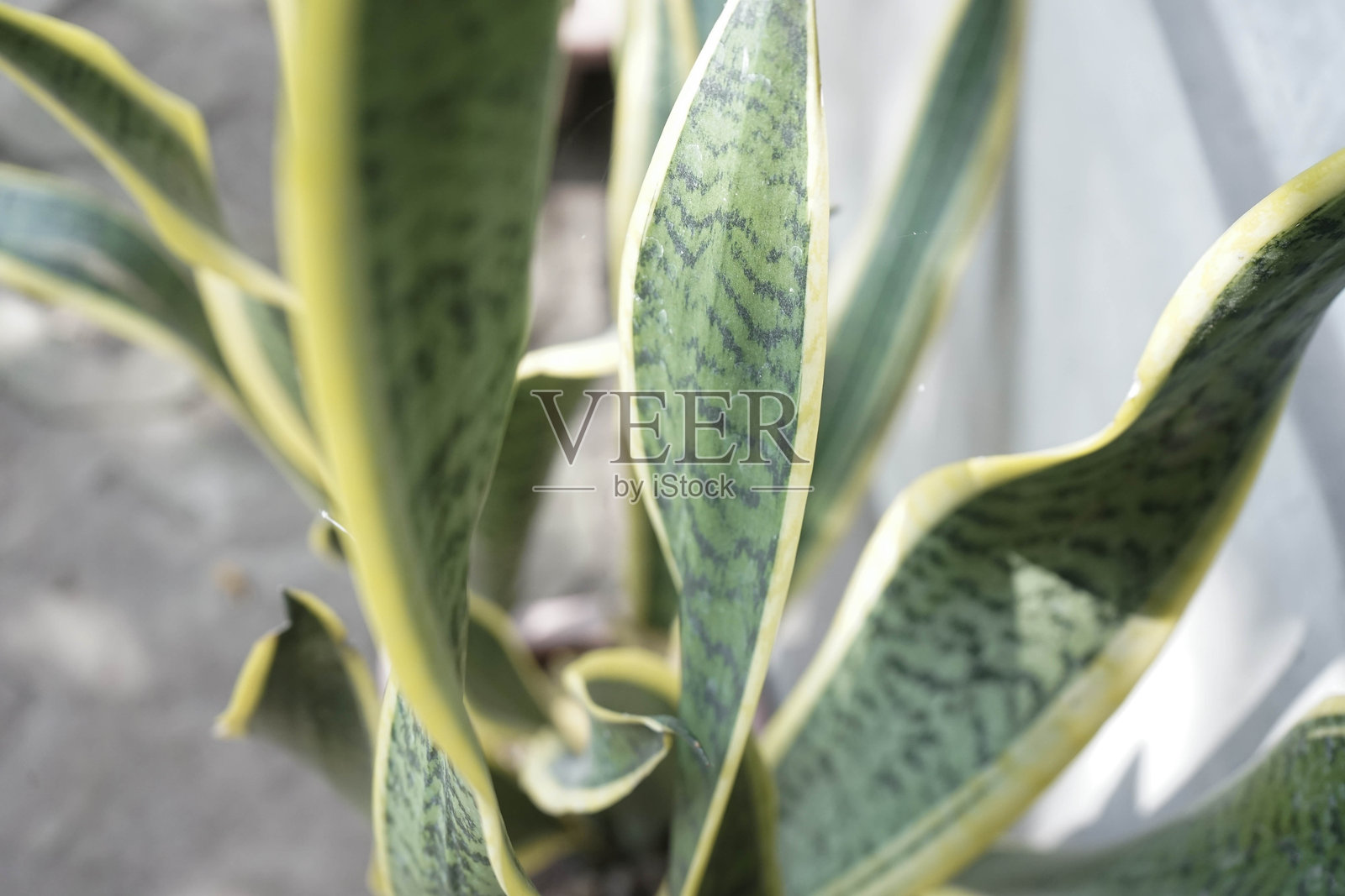 近距离拍摄的虎尾兰植物在花盆中照片摄影图片