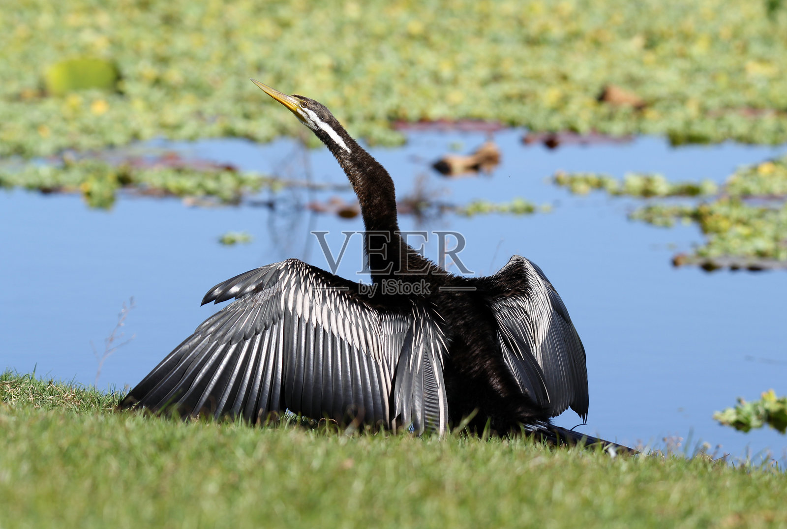 澳大利亚蛇鹈鹕在湖边展开翅膀照片摄影图片