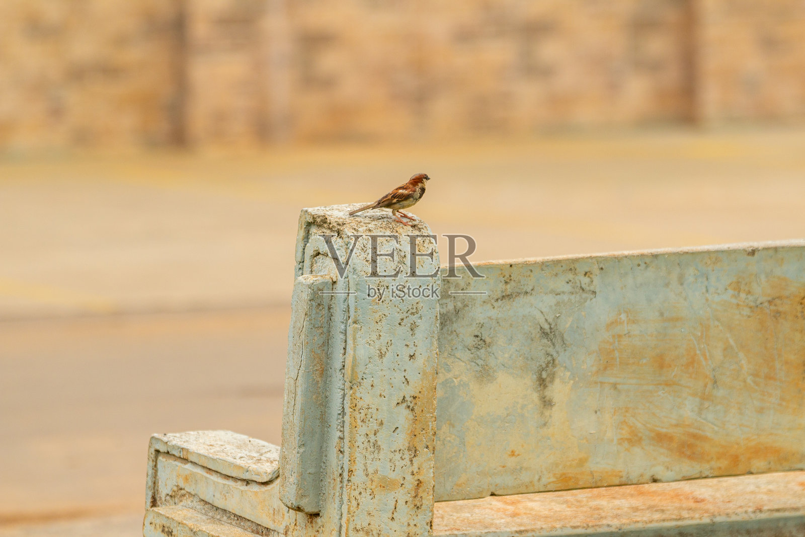 一只鸟。照片摄影图片