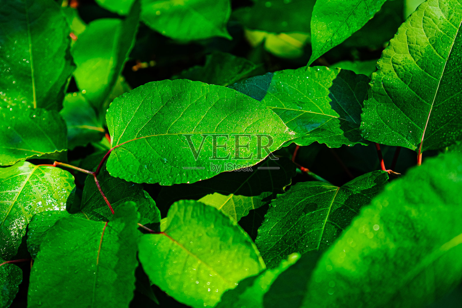 阳光下带露珠的鲜绿色叶子营造出清新自然的氛围照片摄影图片