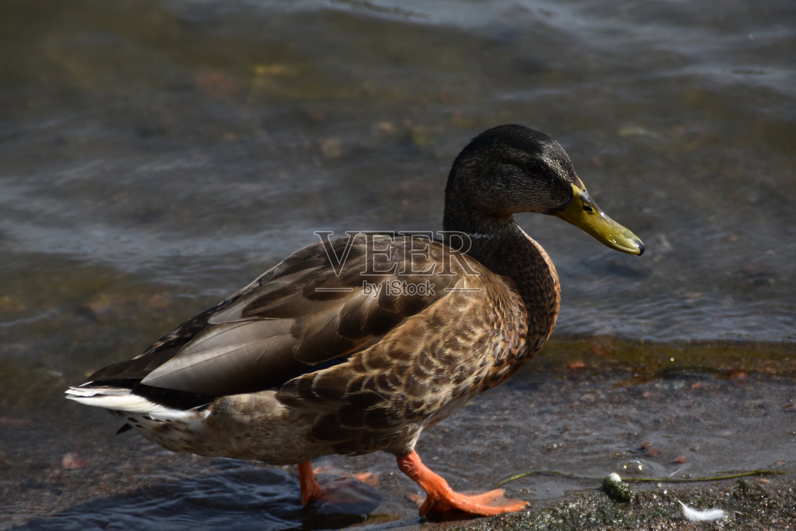 水边的一只鸭子照片摄影图片