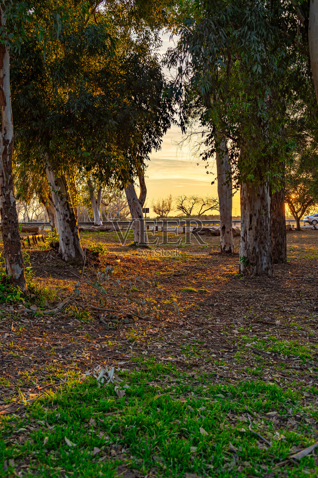 黄昏时分的树木成行照片摄影图片