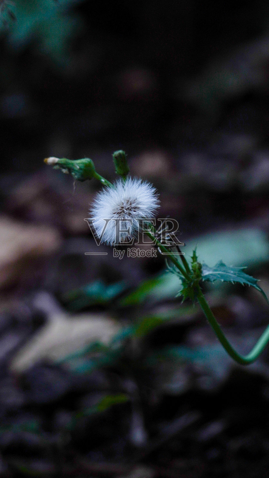 黑暗中的白花照片摄影图片