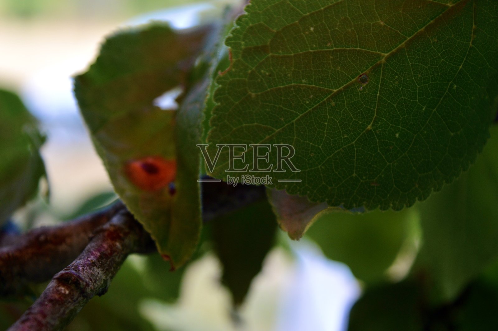 树枝上的绿叶照片摄影图片