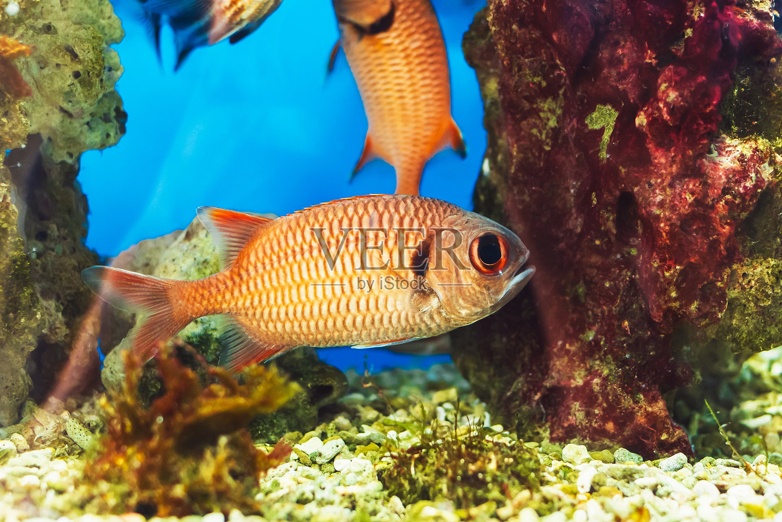 穆尔詹鱼，条纹士兵鱼在水族箱中照片摄影图片