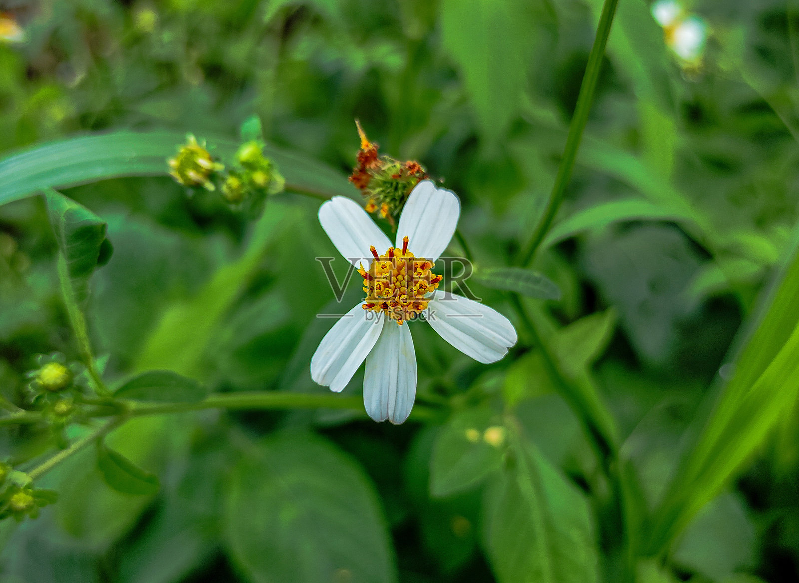 特写的白色Ketul花与郁郁葱葱的绿色背景照片摄影图片