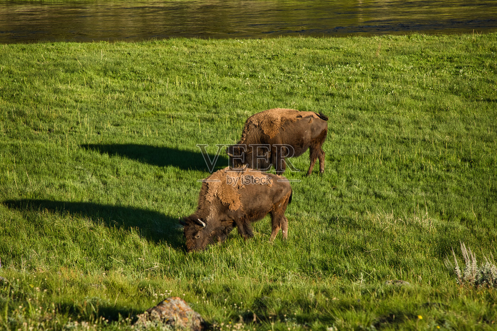 黄石国家公园的野牛照片摄影图片