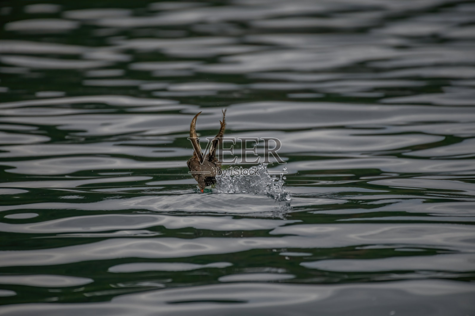 一只海雀在水面上飞翔照片摄影图片