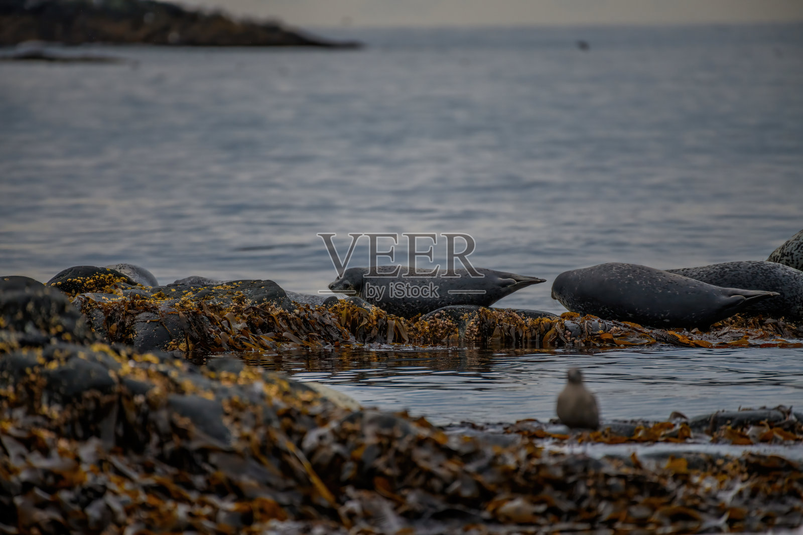 海狮栖息地在岩石上照片摄影图片