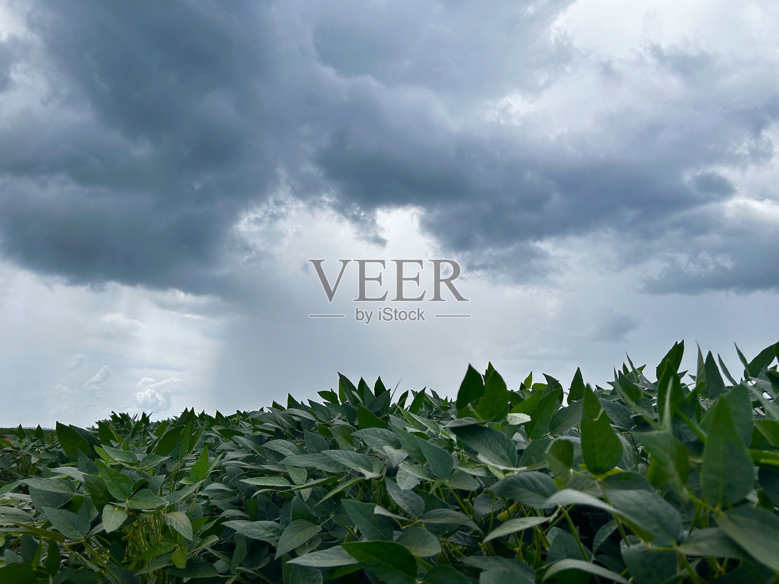 巴西的大豆作物，大型大豆种植园，综合农作物-畜牧系统。美丽的雨云背景照片摄影图片