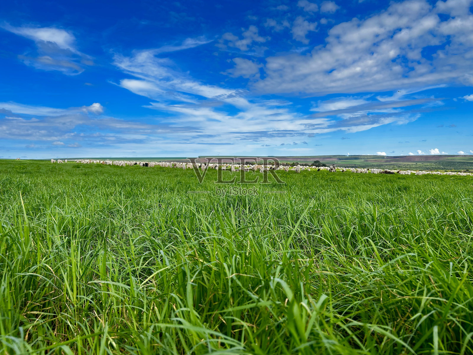 在高强度草地系统项目上的一群内罗尔牛。畜牧场照片摄影图片