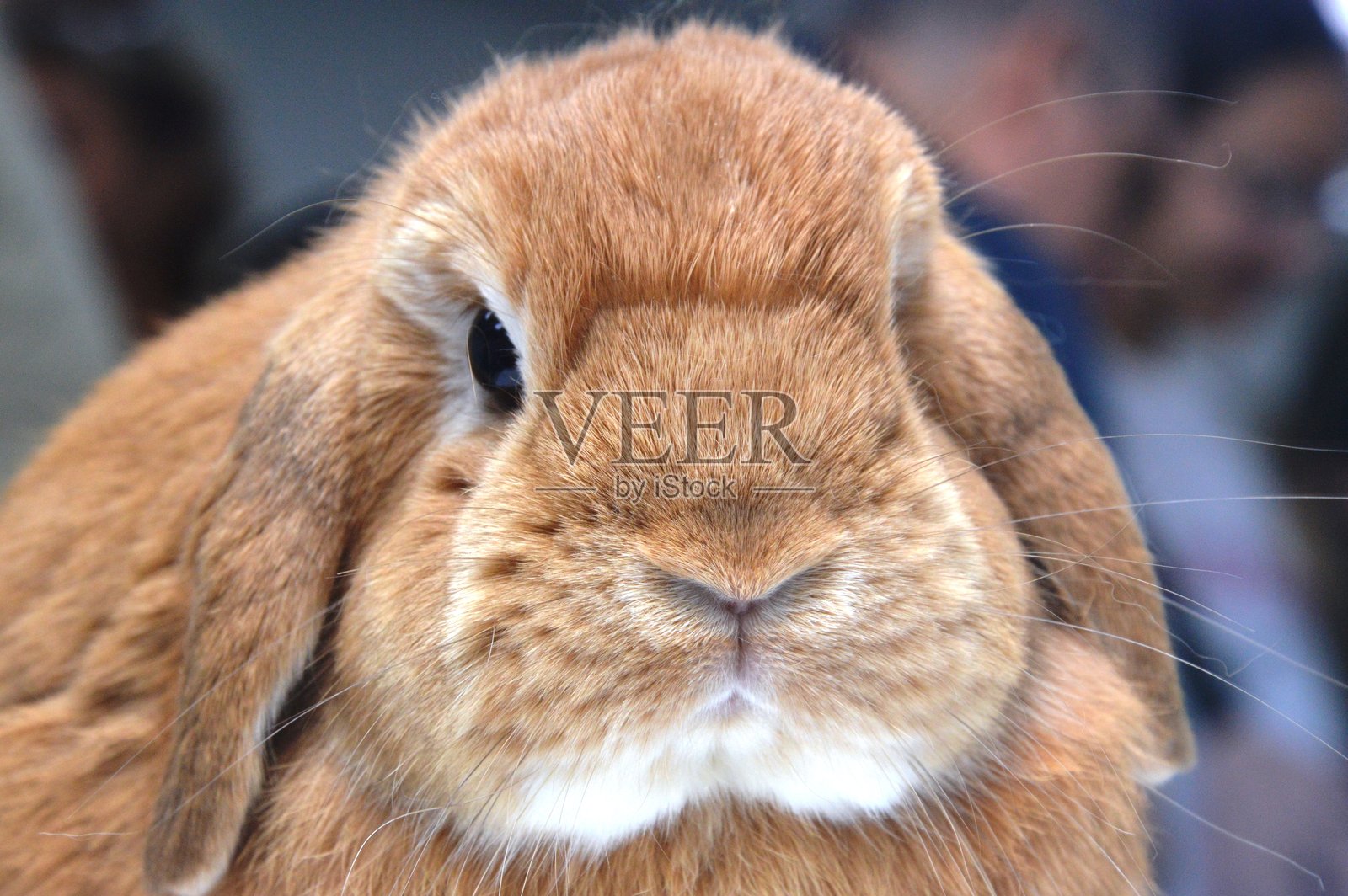 装饰性兔子照片摄影图片