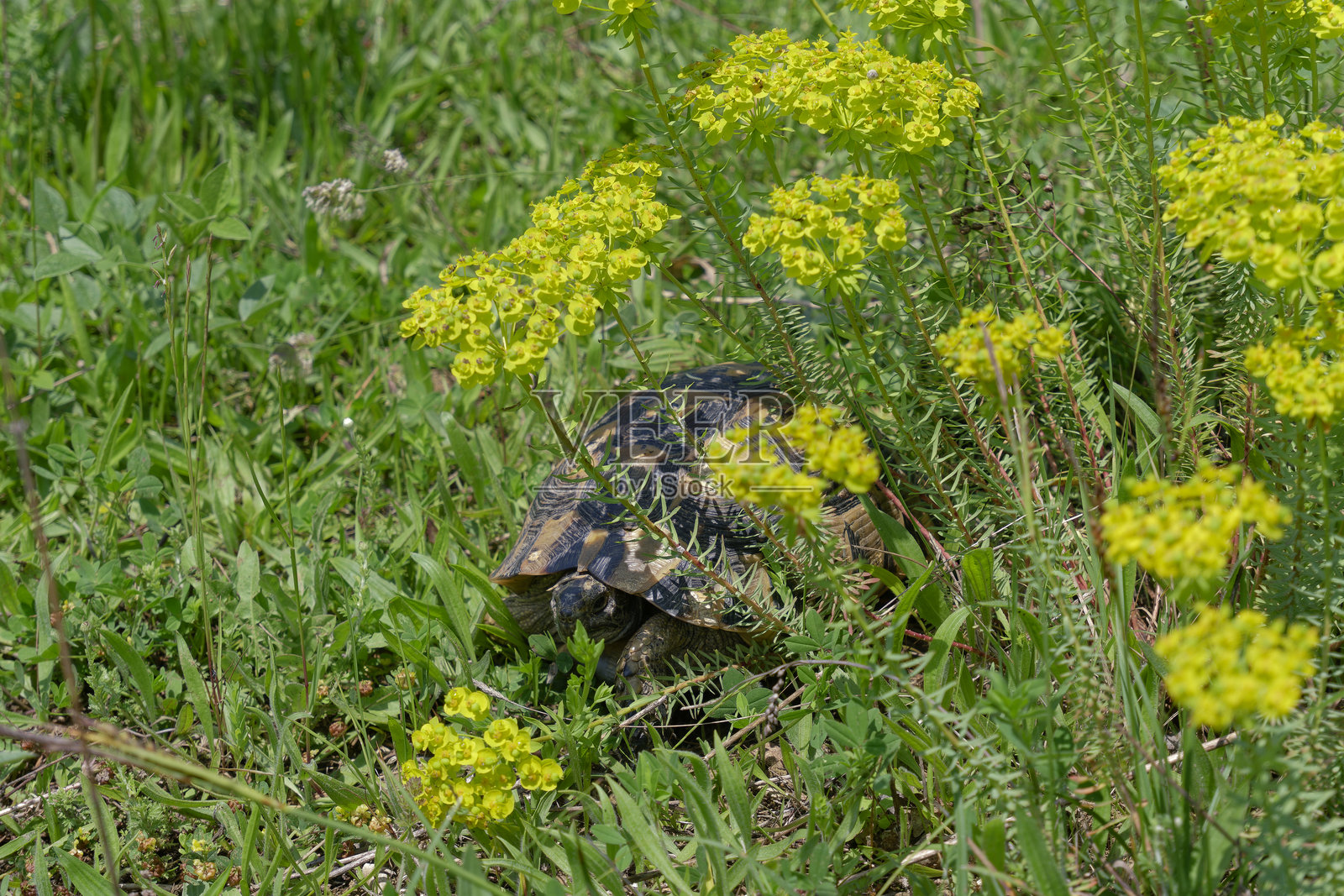乌龟在野花的阴影下休息，炎热的夏日。照片摄影图片