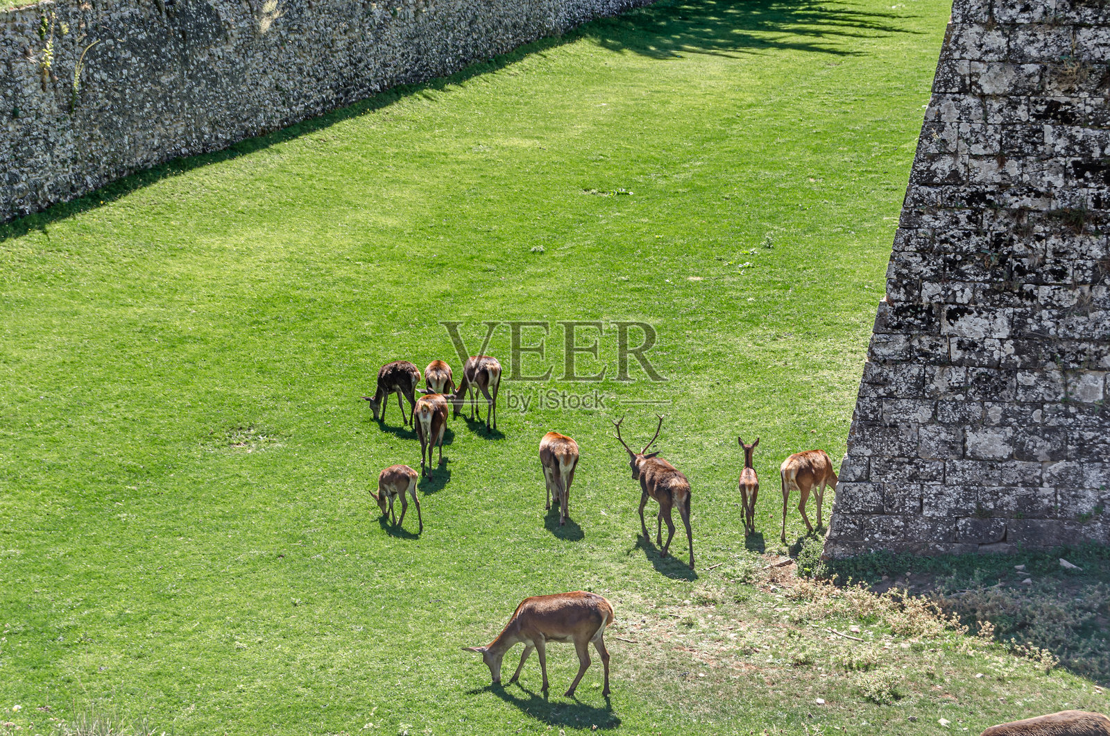 自1974年以来，生活在西班牙哈卡城堡护城河半自由状态下的鹿。照片摄影图片