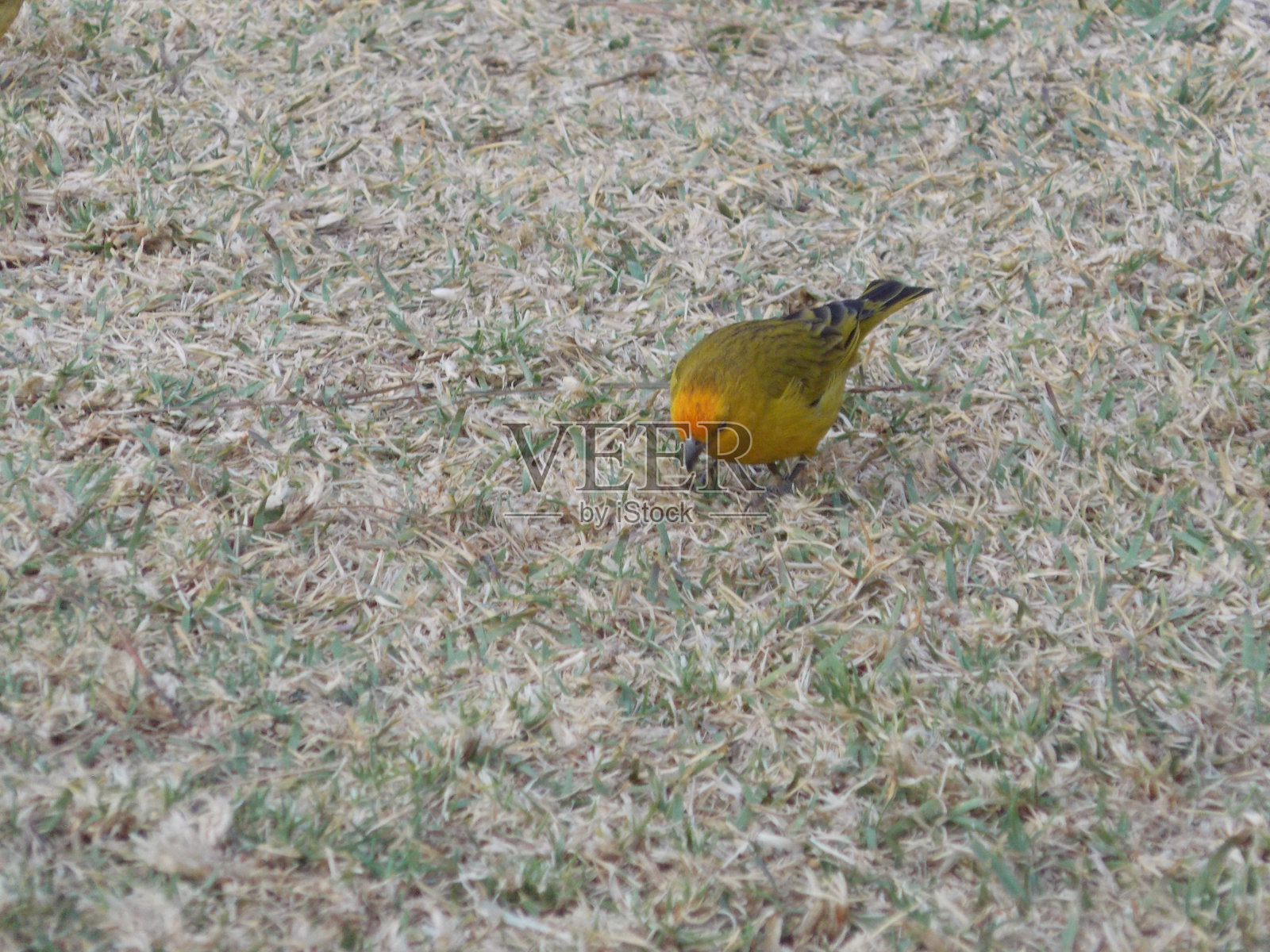 藏红花雀照片摄影图片