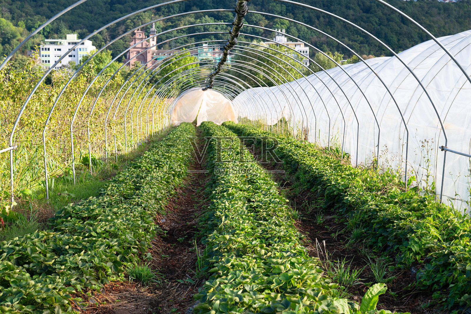 温室内的农业田地，草莓植物整齐排列，生长有机水果，在花园中种植食物照片摄影图片