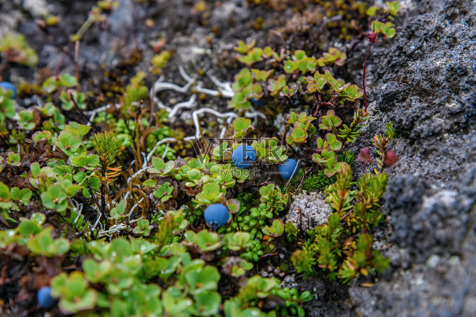 堪察加苔原中的蓝莓照片摄影图片