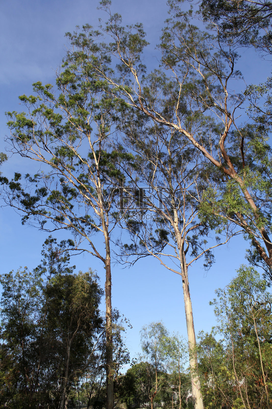 一群高大的桉树在森林中，背景是湛蓝的天空照片摄影图片