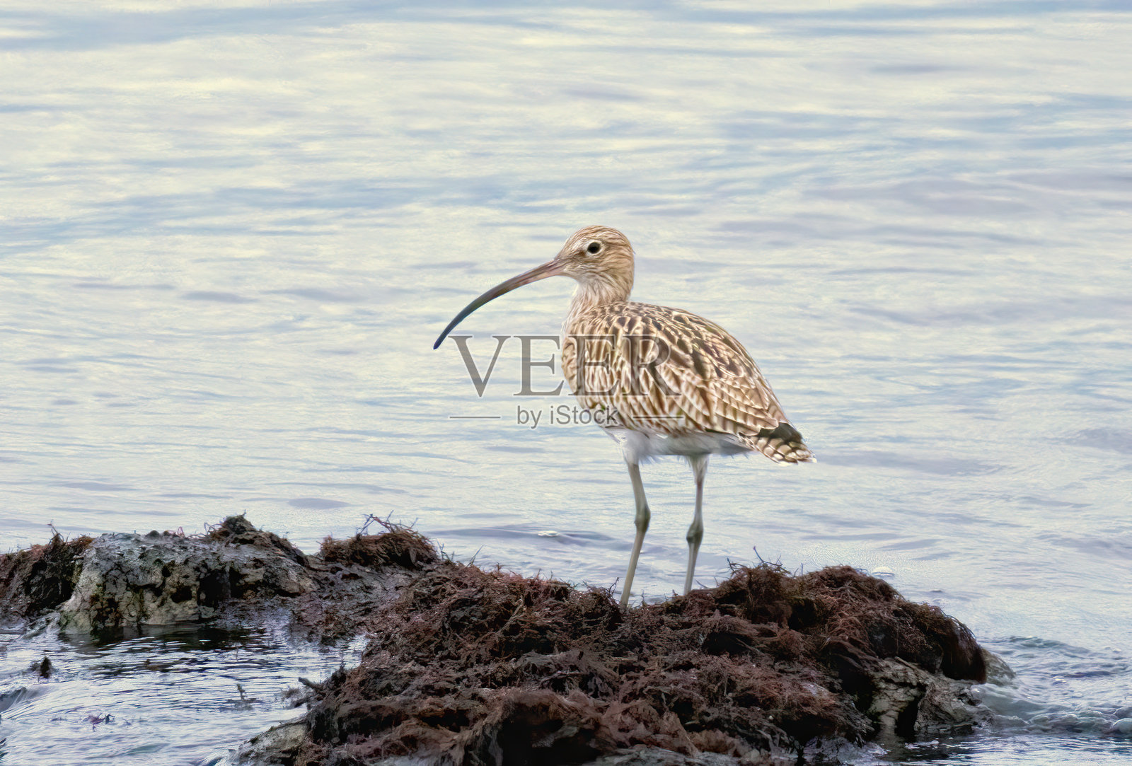 欧亚鹤（Numenius arquata）在自然栖息地中照片摄影图片