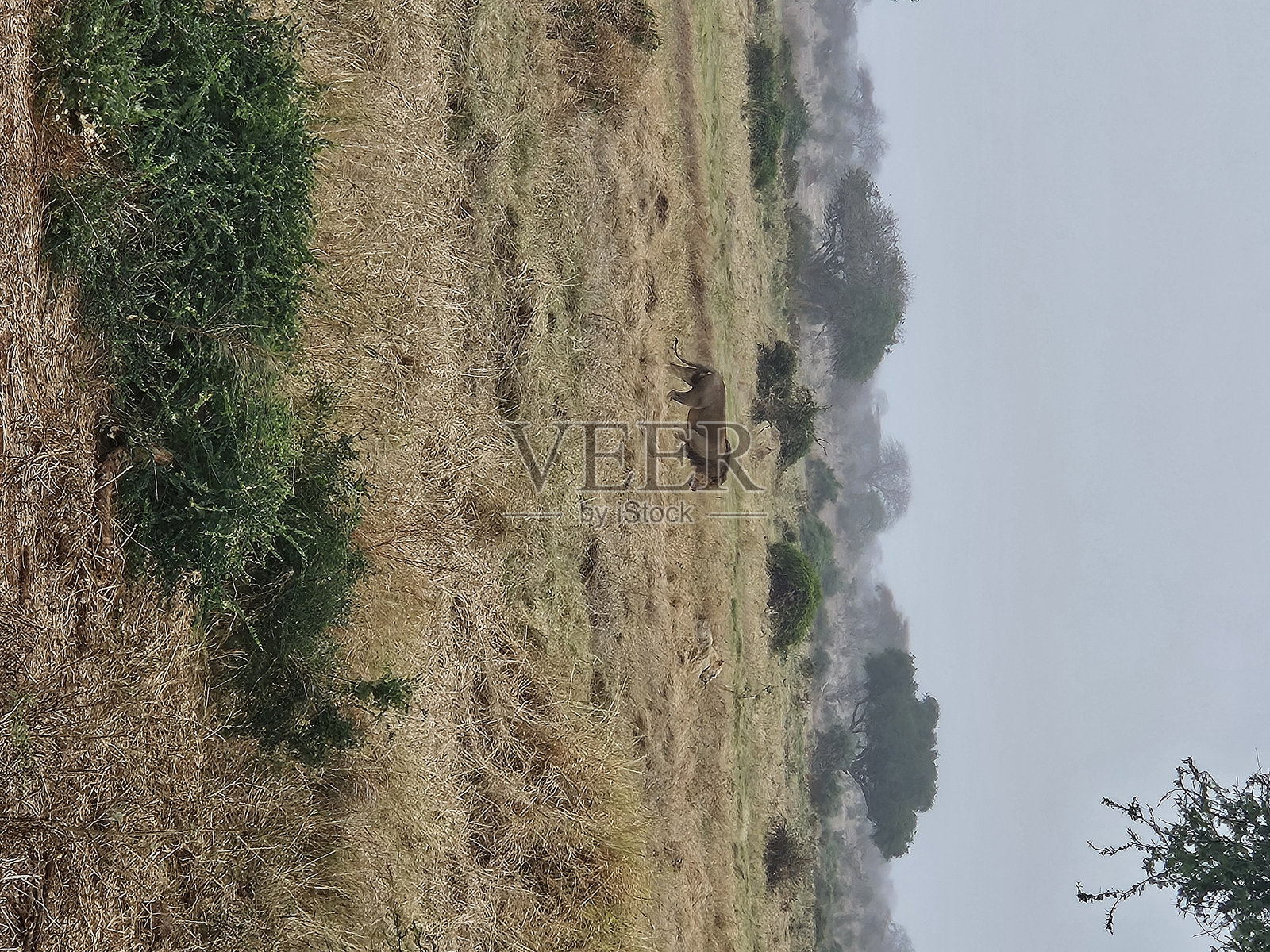 一只狮子在肯尼亚的草原上行走。照片摄影图片