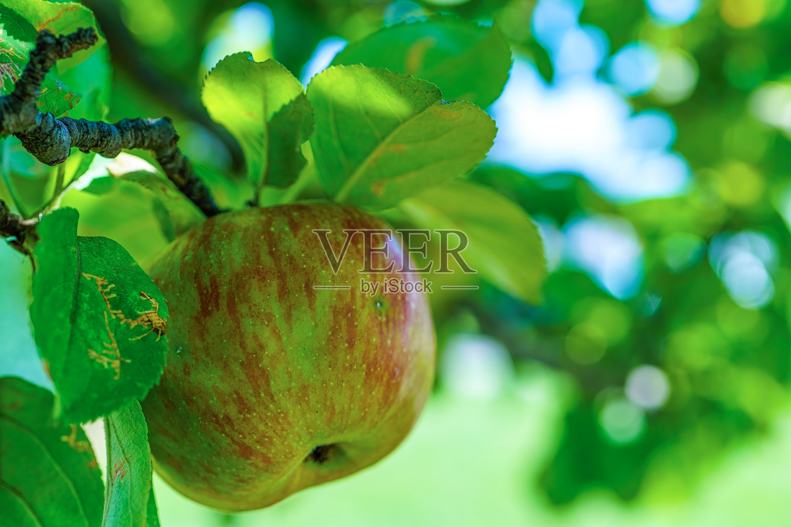 苹果树照片摄影图片