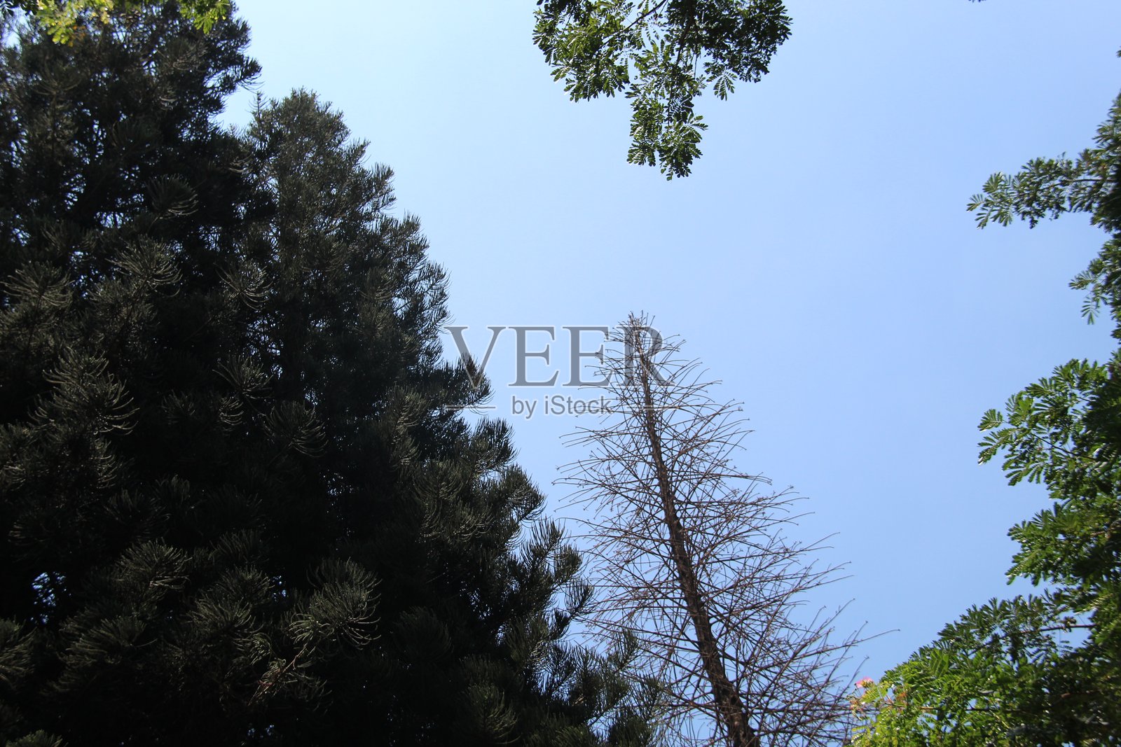 阴凉的树木照片摄影图片