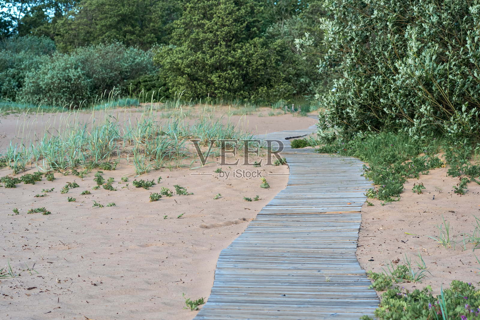 沙丘间的海岸自然小径上的木栈道照片摄影图片